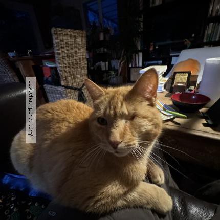 Photo 1/1 Topaze Chat perdu à Corbonod