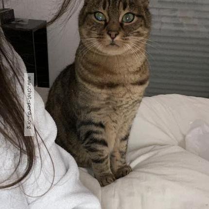 Photo de chat perdu à La Chapelle Sur Erdre