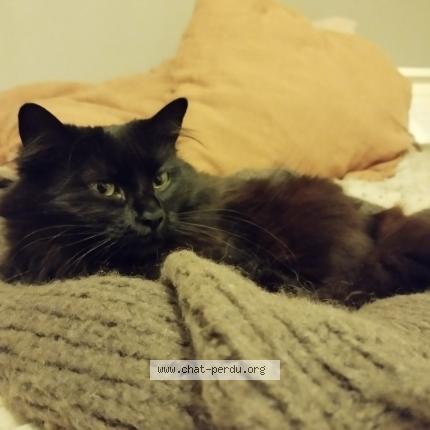 Photo de chat perdu à Blandy Les Tours
