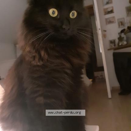 Photo 2/2 Chat retrouvé Perdu à Blandy Les Tours