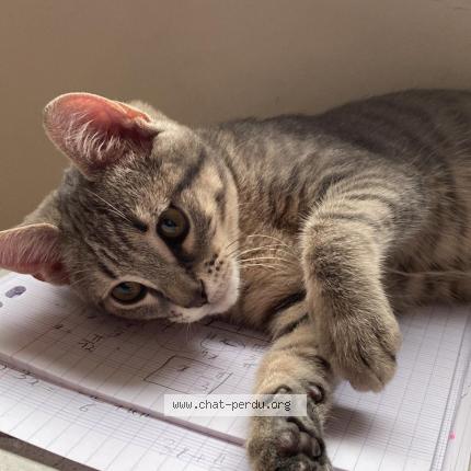 Photo 1/1 Chat retrouvé Perdu à Vitry Sur Seine