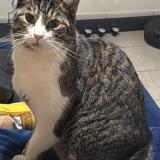 Photo de chat perdu à Louvain La Neuve