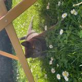 Photo de chat perdu à Le Chesnay