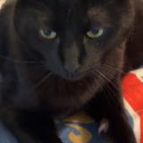 Photo de chat perdu à Ceyzeriat