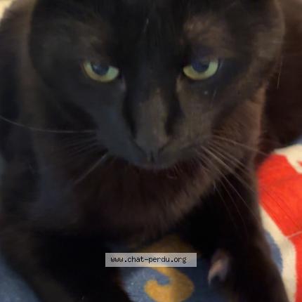 Photo 1/1 Chat retrouvé Perdu à Ceyzeriat