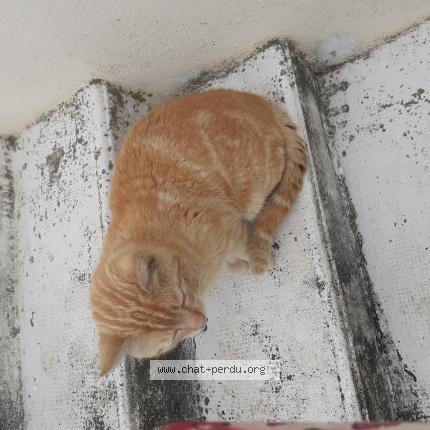 Photo 1/1 Rourou Chat perdu à Orval