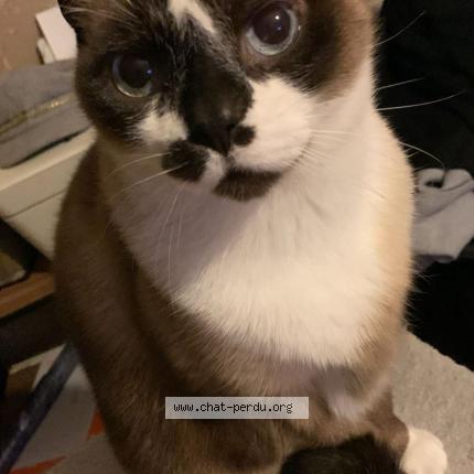 Photo 1/3 Wolfy Chat perdu à Cranves sales