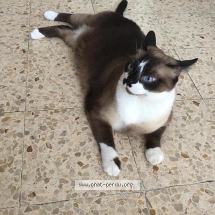 Photo 2/3 Wolfy Chat perdu à Cranves sales