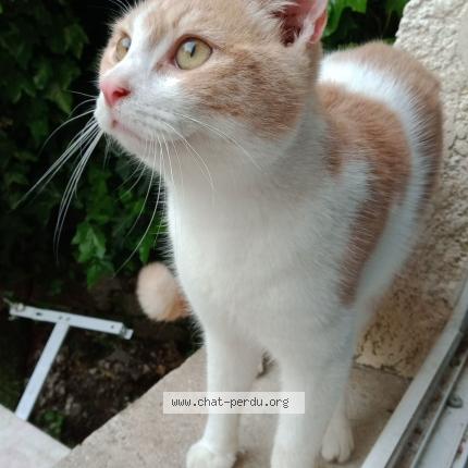 Photo 1/1 Nouveau Chat perdu à Hirson