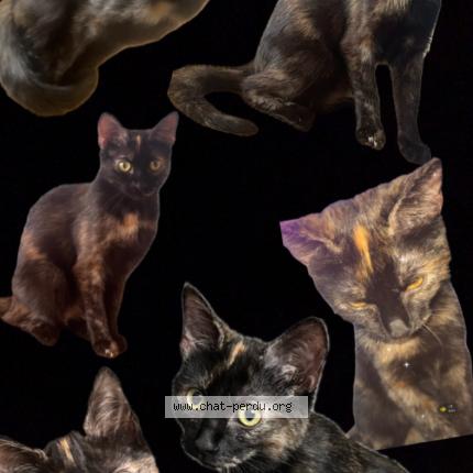 Photo 1/1 Éclipse Chat perdu à Cuers