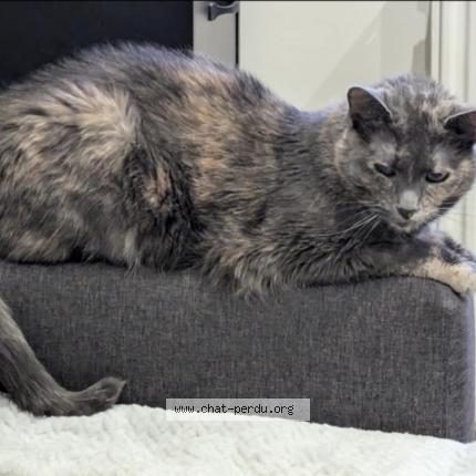 Photo de chat perdu à Coudekerque Branche