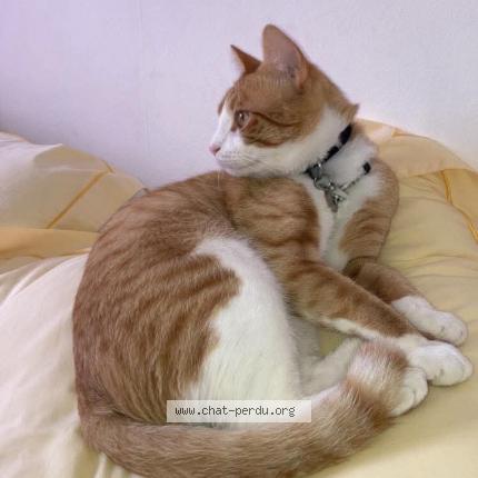Photo de chat perdu à Henin Beaumont
