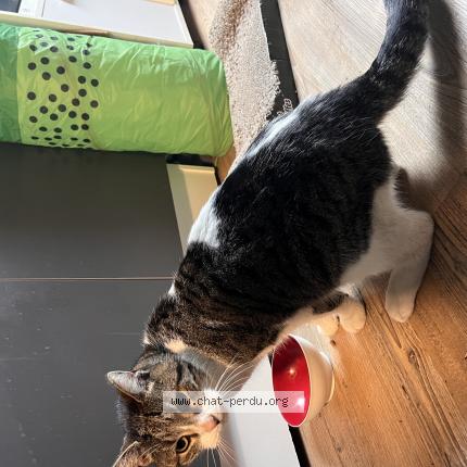 Photo de chat trouvé à Wasquehal