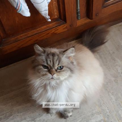 Photo 1/1 Chat retrouvé Trouvé à Longuyon 54