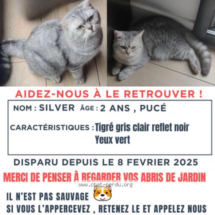Photo de chat perdu à Soisy Sous Montmorency