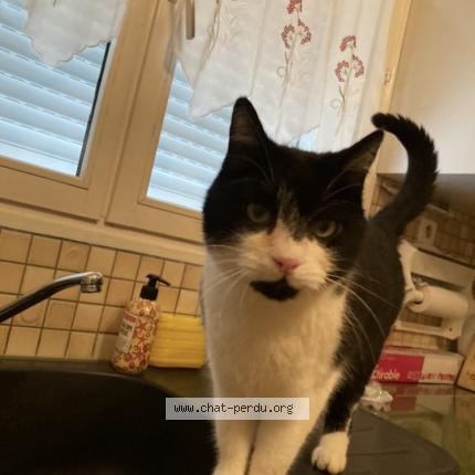 Photo 1/1 Chat retrouvé Perdu à Vers Sur Selle