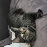 Photo de chat perdu à Versailles