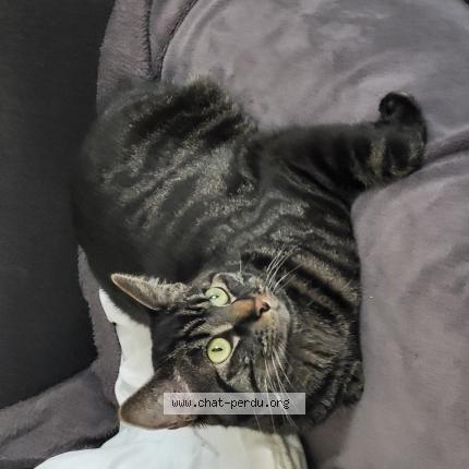 Photo 1/1 Chat retrouvé Perdu à Versailles