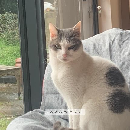 Photo de chat perdu à Guipavas