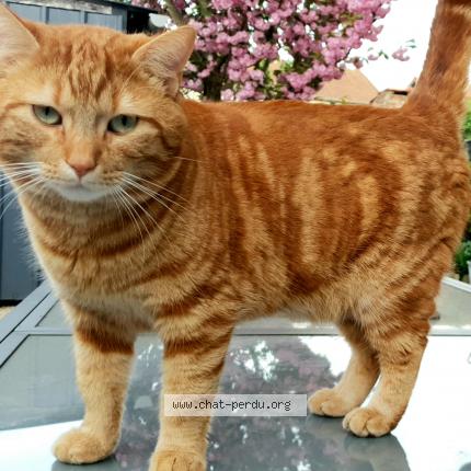 Photo 1/1 Chat retrouvé Perdu à France