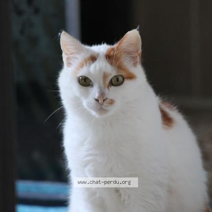 Photo 1/1 Fifi Chat perdu à Rosieres