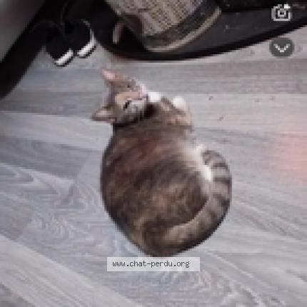 Photo 1/1 Chat retrouvé Perdu à Plouasne