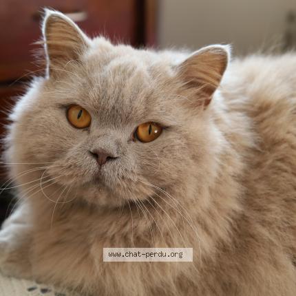 Photo 1/1 Titan Chat perdu à Lyon 9