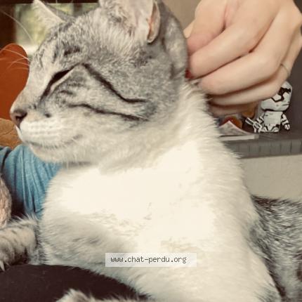 Photo de chat perdu à Novillars