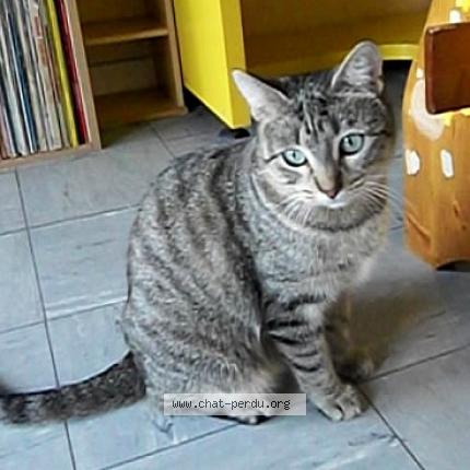 Photo de chat perdu à Toulouse