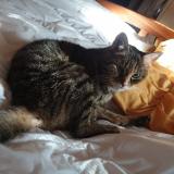 Photo de chat perdu à Nivigne Et Suran