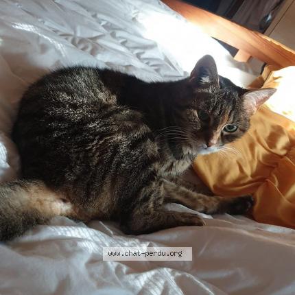 Photo 1/1 Chat retrouvé Perdu à Nivigne et suran