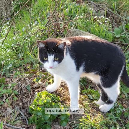 Photo 1/1 Osiris Chat perdu à Montautour