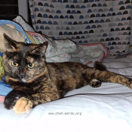 Photo 1/1 Chat retrouvé Perdu à Rennes
