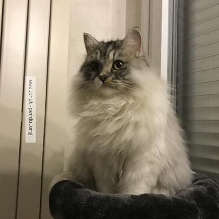 Photo 1/1 Saphir Chat perdu à Saint max