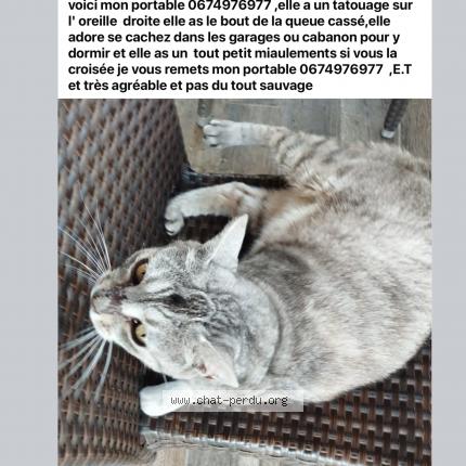 Photo 1/1 Chat retrouvé Perdu à Cestas