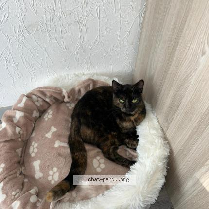 Photo de chat perdu à Poitiers