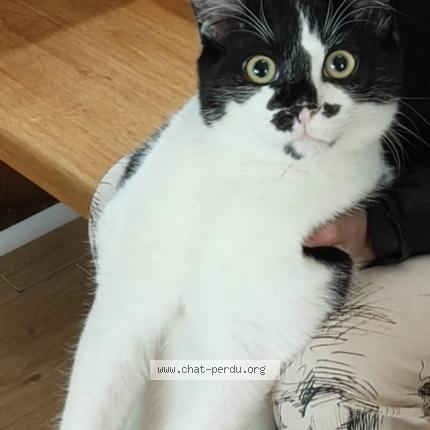 Photo de chat perdu à Pierrefitte Sur Seine