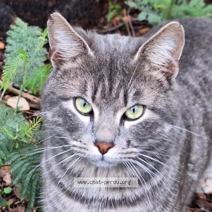 Photo 1/1 GRISOU Chat perdu à Saint aygulf