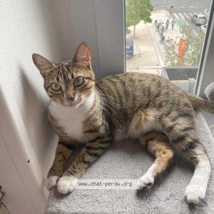 Photo 1/1 Chat retrouvé Perdu à Bordeaux