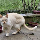 Photo de chat trouvé à Acheres