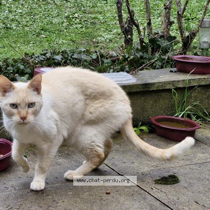 Photo 1/1 Chat retrouvé Trouvé à Acheres