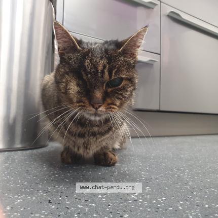 Photo de chat trouvé à Crest