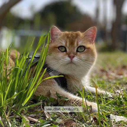 Photo de chat perdu à Gigean