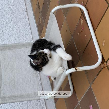 Photo 1/1 Chat retrouvé Perdu à Bacouel Sur Selle