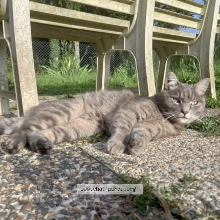 Photo de chat perdu à La Vernelle