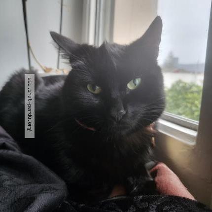 Photo 1/1 Pablito Chat perdu à Oyonnax