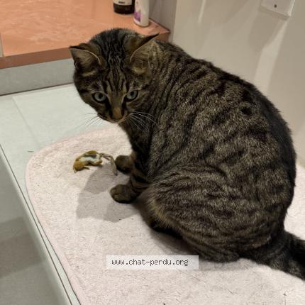 Photo de chat perdu à Paris