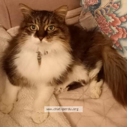 Photo de chat perdu à La Rochelle