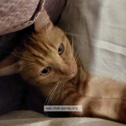 Photo 1/1 Chat retrouvé Perdu à Melgven