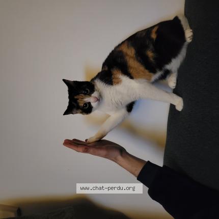 Photo de chat perdu à Livry Gargan
